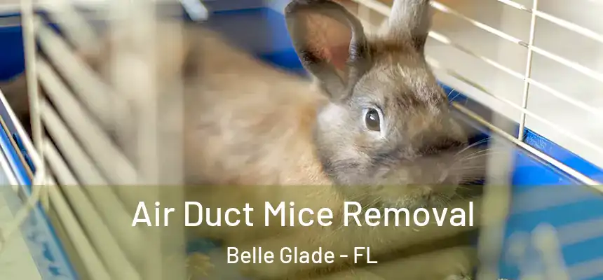 Air Duct Mice Removal Belle Glade - FL