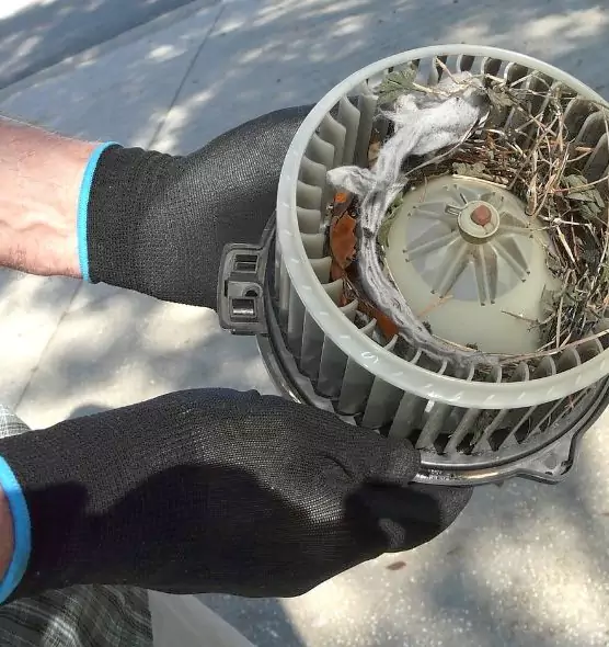 About Air Duct Mice Removal in Belle Glade, FL